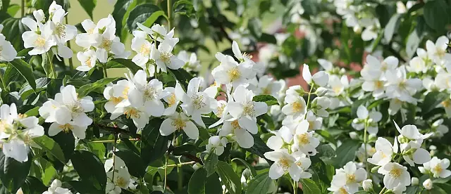 le jasmin